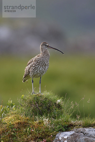 Großer Brachvogel (Numenius arquata)  auf einem grasbewachsenen Erdhügel  Isle of Mull  Innere Hebriden  Schottland  Großbritannien  Europa