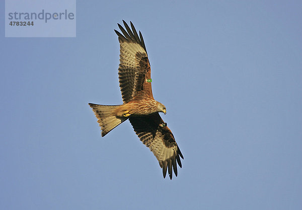 Rotmilan oder Roter Milan (Milvus milvus)  Altvogel im Flug  mit Flügelmarkierungen  Wales  Großbritannien  Europa