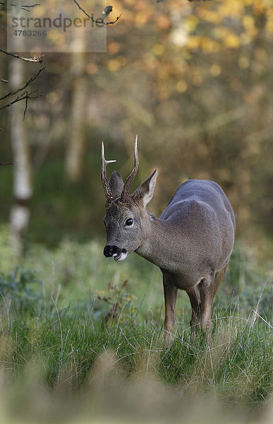 Reh (Capreolus capreolus)  ausgewachsenes Männchen  Bock  beim Grasen in einem Birkenwald im Herbst  Yorkshire  England  Großbritannien  Europa