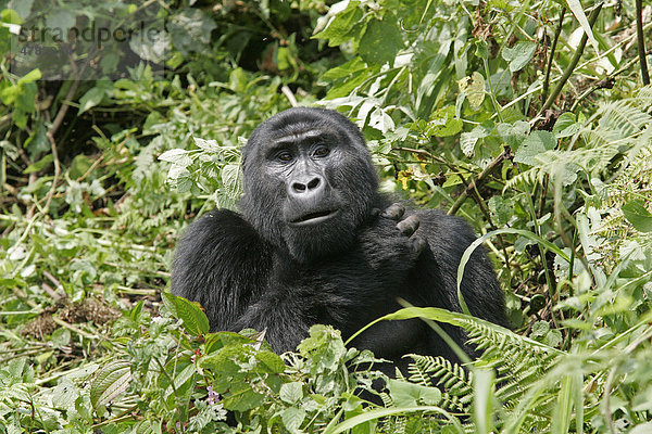 Berggorilla (Gorilla beringei beringei)  Alttier inmitten von Vegetation  Uganda  Afrika