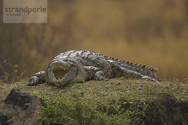Nilkrokodil (Crocodylus niloticus)  Alttier beim Sonnen am Ufer  Tsavo  Kenia  Afrika