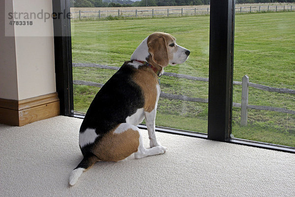 An einem Fenster sitzender Beagle mit Blick nach draußen  England  Großbritannien  Europa
