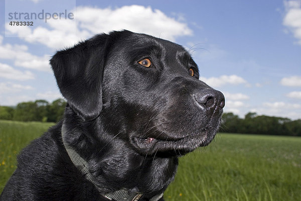 Schwarzer Labrador Retriever  Alttier  Porträt  am Rand eines Feldes  England  Großbritannien  Europa