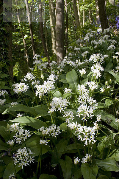 Bärlauch (Allium ursinum)  in Blüte  Blütenteppich im Waldgebiet  Port Castle Bay  Dumfries and Galloway  Schottland  Großbritannien  Europa