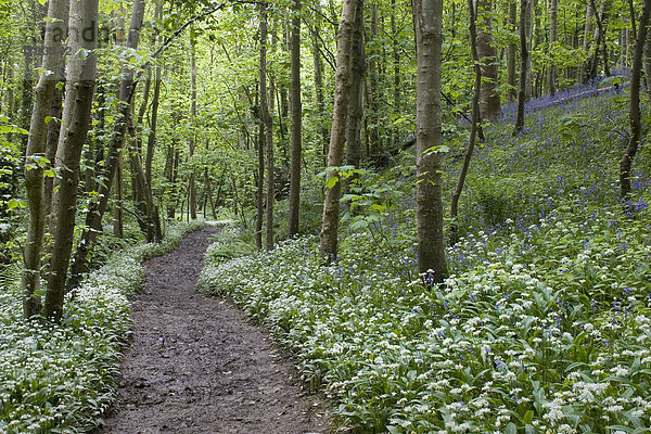Laubwald  Waldweg mit blühenden Blue Bells oder Waldhyazinthen und Bärlauch  Port Castle Bay  Dumfries and Galloway  Schottland  Großbritannien  Europa