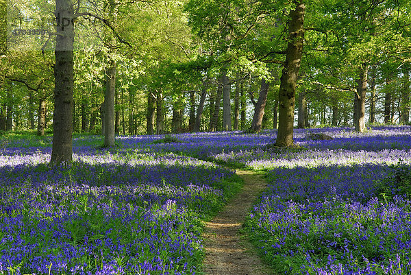 Bluebells oder Waldhyazinthen (Endymion non-scriptus)  Blütenteppich im Laubwald  Blickling Park  Norfolk  England  Großbritannien  Europa