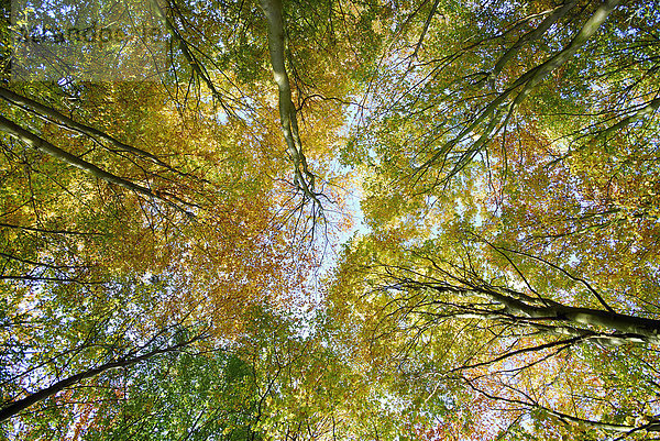Rotbuche (Fagus sylvatica)  Blick auf Baumkronen mit Herbstlaub  Blickling  Norfolk  England  Großbritannien  Europa