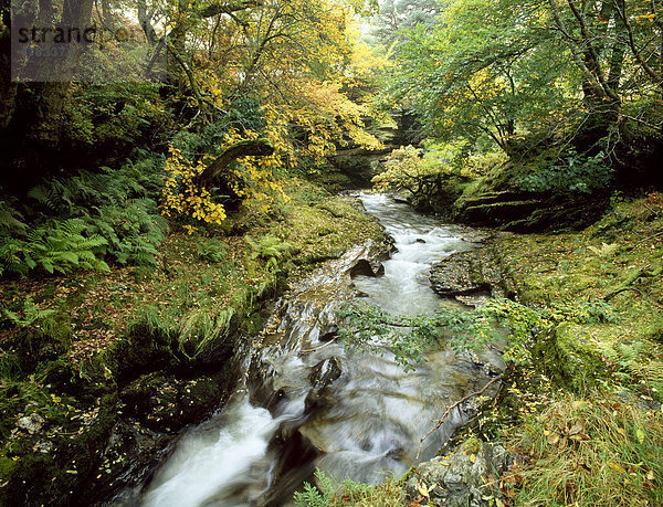 Bach in einem Laubwald  Schottisches Hochland  Highlands  Schottland  Großbritannien  Europa