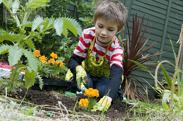 Junger Gärtner  Junge pflanzt Blumen im Garten  Norfolk  England  Großbritannien  Europa