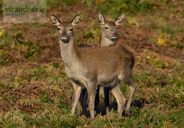 Rothirsche (Cervus elaphus)  zwei Kälber stehen dicht beieinander in Adlerfarn  Leicestershire  England  Großbritannien  Europa