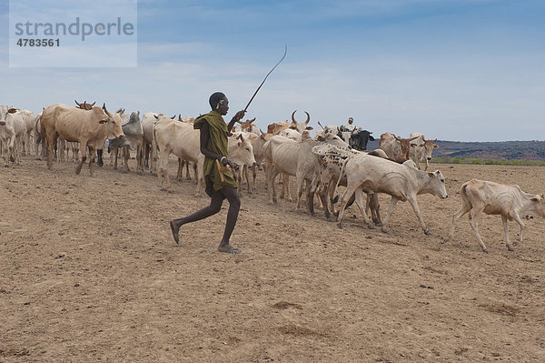 Nyangatom  oder Inyangatom Hirte mit Kühen  Omo-Tal  Äthiopien  Afrika