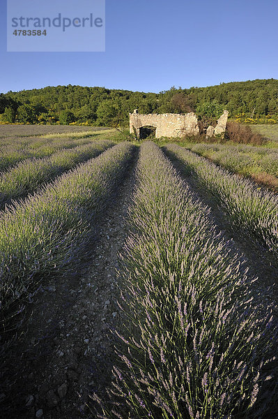 Ruine in einem Lavendelfeld  Vaucluse  Provence-Alpes-CÙte díAzur  Frankreich  Europa