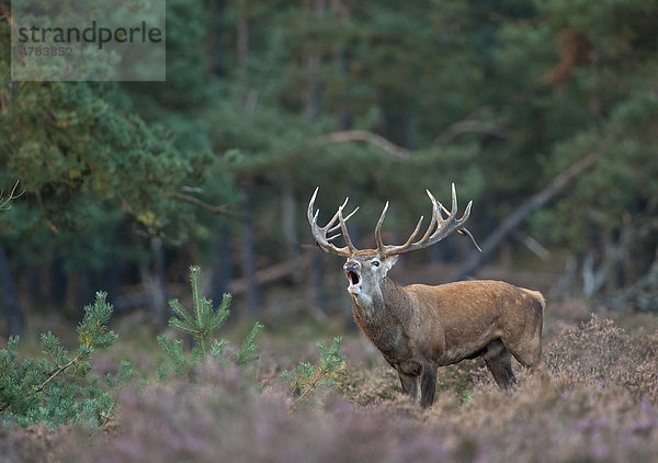 Rothirsch (Cervus elaphus) röhrt