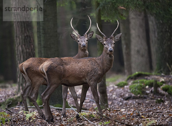 Rothirsche (Cervus elaphus)