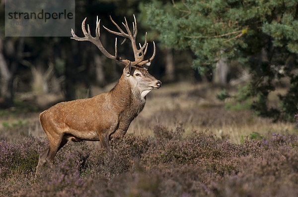 Rothirsch (Cervus elaphus)