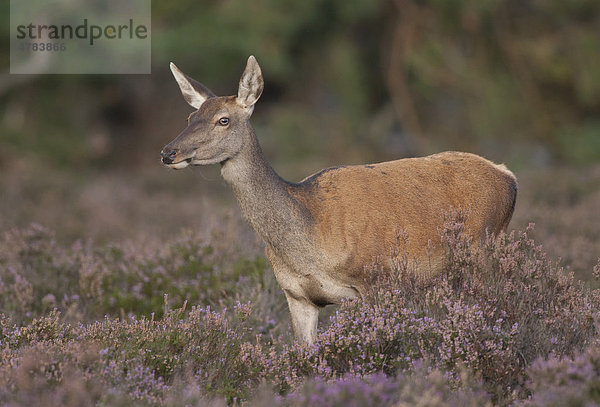 Rothirsch (Cervus elaphus)  Hirschkuh