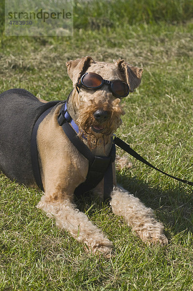 Airedale Terrier mit sonnenempfindlichen Augen  angeleint  trägt Spezial-Sonnenbrille