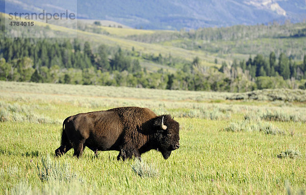 Amerikanischer Bisonbulle (Bison bison)  Büffel  Grand Teton National Park Nationalpark  Wyoming  Vereinigte Staaten von Amerika  USA