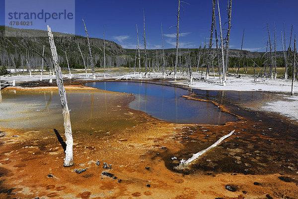 Opalescent Pool  Geysir  Abflussgebiet  farbige thermophile Bakterien  Mikroorganismen  Black Sand Basin  Upper Geyser Basin  Yellowstone National Park Nationalpark  Wyoming  Vereinigte Staaten von Amerika  USA