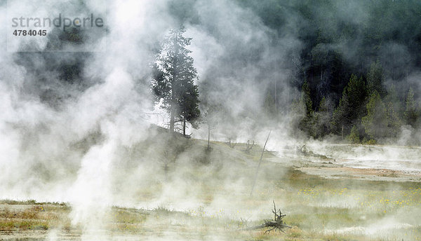 Dampfende Geysire und heiße Quellen  Fairy Creek  Firehole Lake Drive  Lower Geyser Basin  Yellowstone Nationalpark  Wyoming  Vereinigte Staaten von Amerika  USA
