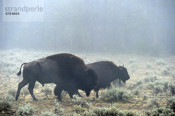 Amerikanischer Bisonbulle (Bison bison)  Büffel  Morgennebel  Grand Teton National Park Nationalpark  Wyoming  Vereinigte Staaten von Amerika  USA