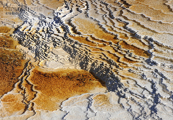 Abflussgebiet der New Blue Spring Terrace  Kalkstein-Sinterterrassen  Geysire  heiße Quellen  farbige thermophile Bakterien  Mikroorganismen  Mammoth Hot Springs Terraces  Yellowstone National Park  Nationalpark  Wyoming  Vereinigte Staaten von Amerika  USA