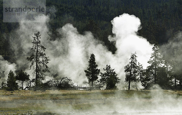 Dampfende geothermische Quellen und Geysire  Firehole River Fluss  Midway Geyser Basin  Yellowstone National Park Nationalpark  Wyoming  Vereinigte Staaten von Amerika  USA