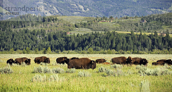 Amerikanische Bisonherde (Bison bison)  Büffel  Grand Teton National Park Nationalpark  Wyoming  Vereinigte Staaten von Amerika  USA