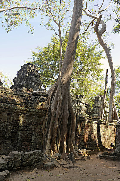 Baumwurzel von Tetrameles nudiflora überwuchert die Ruinen von Ta Prohm  Angkor  UNESCO Weltkulturerbe  Siem Reap  Kambodscha  Südostasien  Asien