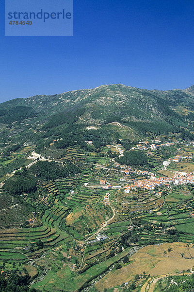 Terrassenfelder  Parque Natural da Serra da Estrela Naturpark  Loriga  Beira Alta  Portugal  Europa