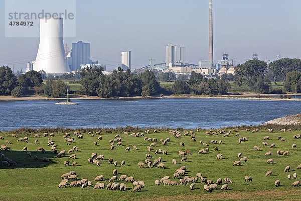 Schafherde weidet am Rheinufer vor Industriekulisse  Landschaftsschutzgebiet Alsumer Berg  Bruckhausen  Duisburg  Nordrhein-Westfalen  Deutschland  Europa