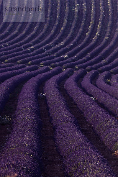 Lavendelfeld (Lavandula angustifolia)  bei Puimichel  Provence  DÈpartement Alpes-de-Haute-Provence  Frankreich  Europa