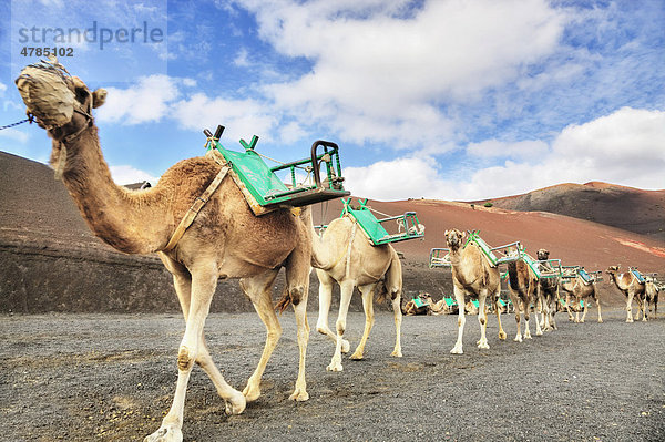 Dromedare an der Dromedarstation im Nationalpark Timanfaya  Echadero de los Camellos  Lanzarote  Kanarische Inseln  Spanien  Europa