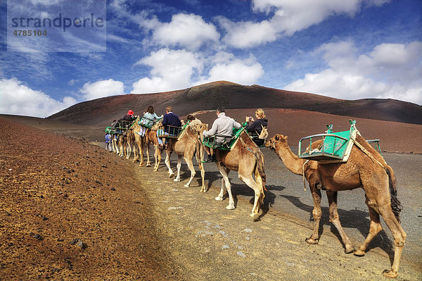 Touristen reiten auf Dromedaren  Nationalpark Timanfaya  Lanzarote  Kanarische Inseln  Spanien  Europa