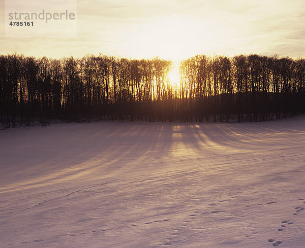Winterlicher Sonnenuntergang  nahe Merklingen  Schwäbische Alb  Baden-Württemberg  Deutschland  Europa