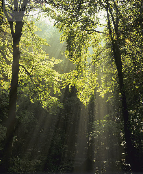 Sonnenstrahlen im Wald  bei Denkingen  Zollern-Albkreis  Schwäbische Alb  Baden-Württemberg  Deutschland  Europa