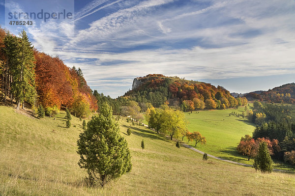Wacholderbüsche am Lochenstein im Herbst  Zollernalb  Schwäbische Alb  Baden-Württemberg  Deutschland  Europa
