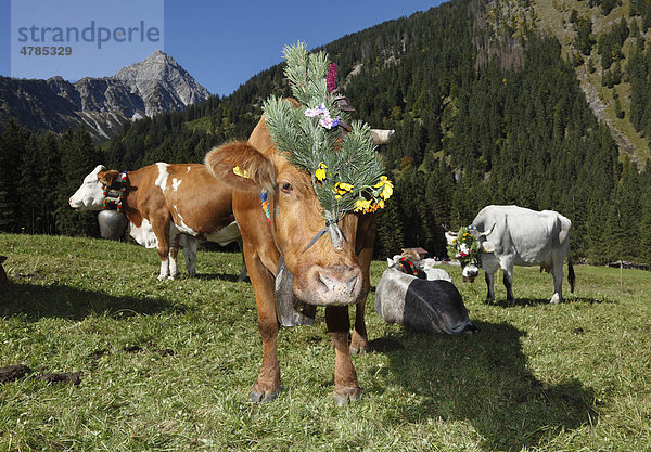 Geschmückte Kühe  Almabtrieb  Tannheim  Tannheimer Tal  Tirol  Österreich  Europa
