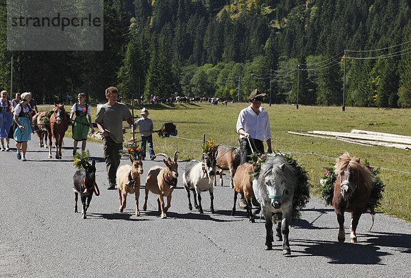 Geschmückte Ziegen und Ponies  Almabtrieb  Tannheim  Tannheimer Tal  Tirol  Österreich  Europa
