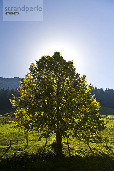 Baum im Gegenlicht  Kanton Appenzell  Schweiz  Europa