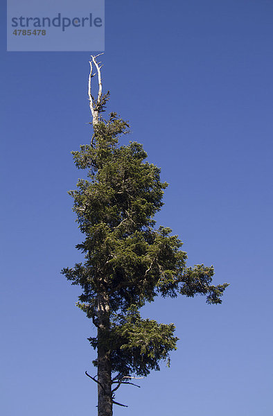 Abgestorbene Fichte (Picea abies) am Feldberg  Schwarzwald  Landkreis Hochschwarzwald  Baden-Württemberg  Deutschland  Europa