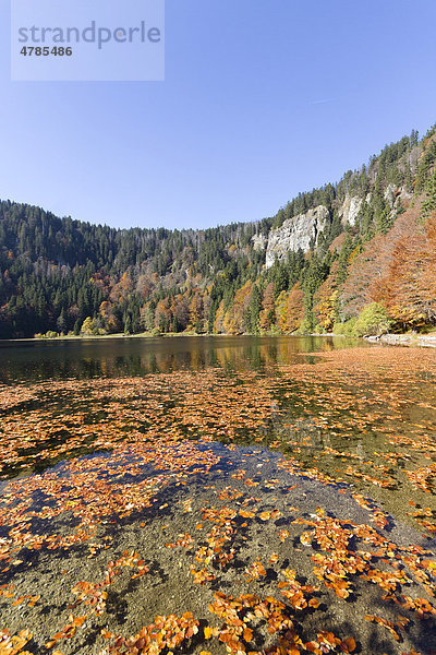 Herbststimmung am Feldsee  Feldberg  Schwarzwald  Landkreis Hochschwarzwald  Baden-Württemberg  Deutschland  Europa