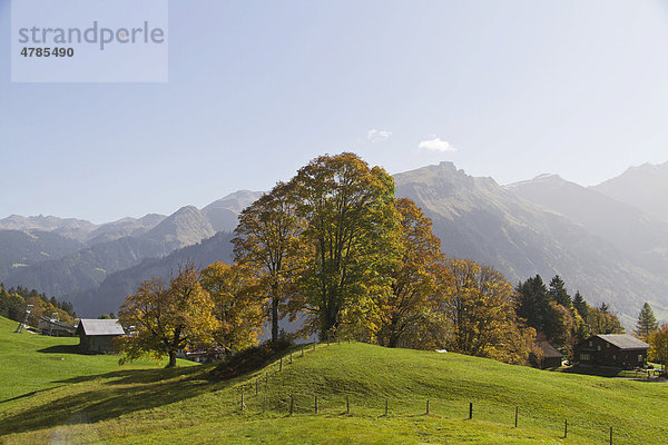 Bergahorn (Acer pseudoplatanus) mit Almhütte  Braunwald  Glarner Alpen  Kanton Glarus  Schweiz  Europa
