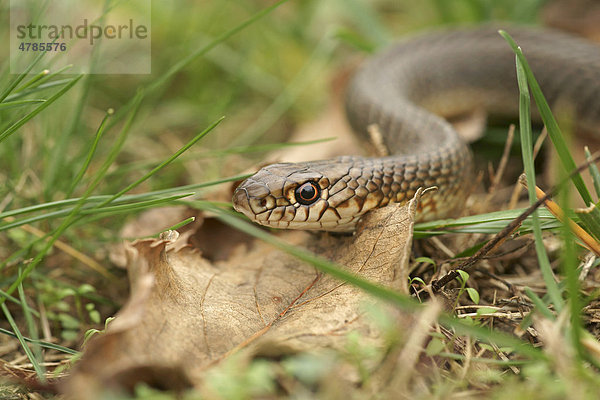 Balkan-Springnatter  Kaspische Springnatter oder Kaspische Pfeilnatter (Dolichophis caspius  Hierophis caspius  Coluber caspius)