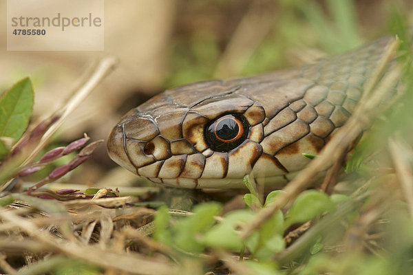 Balkan-Springnatter  Kaspische Springnatter oder Kaspische Pfeilnatter (Dolichophis caspius  Hierophis caspius  Coluber caspius)