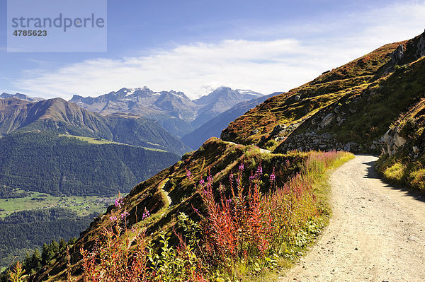 Wanderweg auf der Fiescheralp zur Bettmeralp  am Horizont die Walliser Alpen  Kanton Wallis  Schweiz  Europa Kanton Wallis