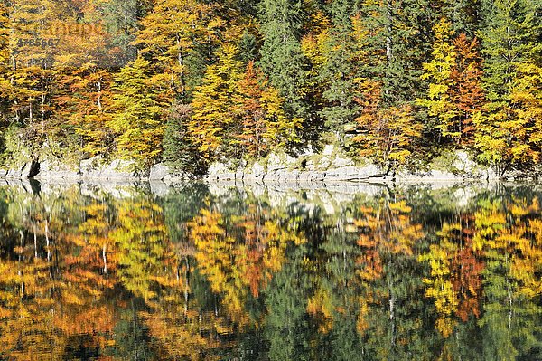 Herbstlich verfärbter Mischwald am Ufer vom 1143 Meter hoch gelegenen Seealpsee in den Appenzeller Alpen  Kanton Appenzell-Innerrhoden  Schweiz  Europa