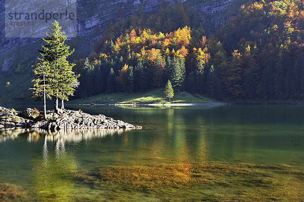 Herbstliche Lichtstimmung am Ufer des 1143 Meter hoch gelegenen Seealpsee  Kanton Appenzell-Innerrhoden  Schweiz  Europa