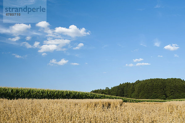 Blick vom Sandberg  Augsburg  Bayern  Deutschland  Europa