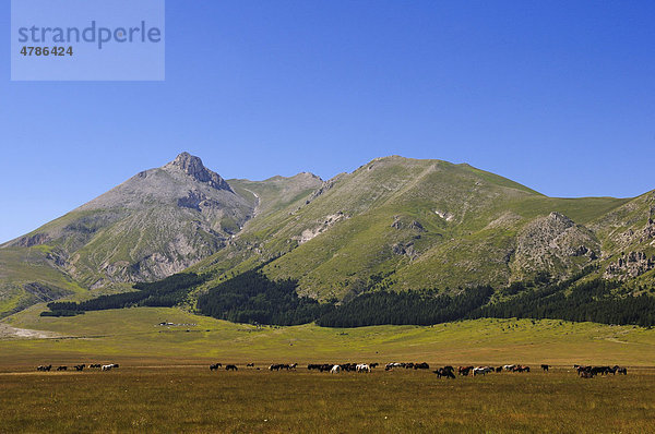 Pferdeherde bei Vado di Sole  Campo Imperatore  Nationalpark Gran Sasso  Abruzzen  Italien  Europa